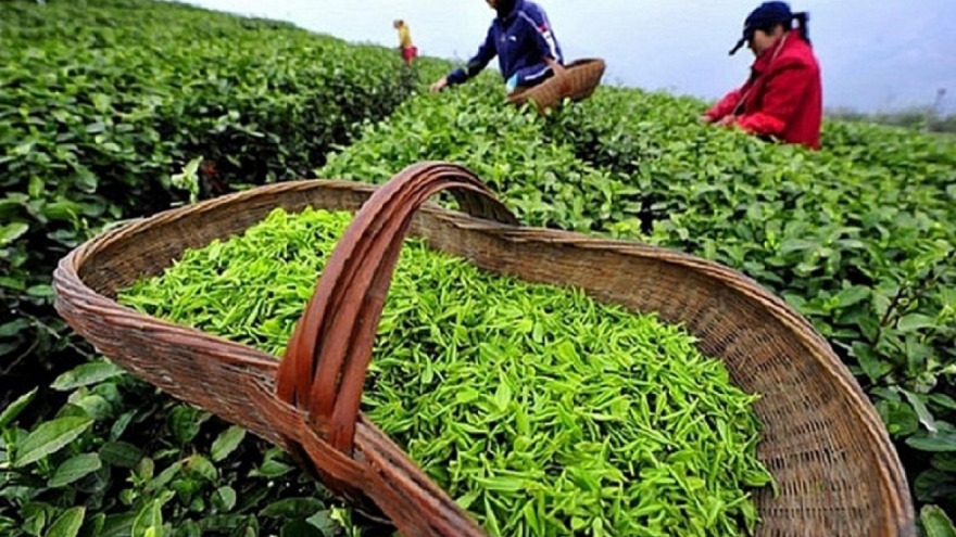 Tea exports fetch US$50 million over four-month period